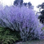 perennial, purple flower, fragrant perennial