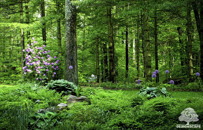 softscape, woodland, shade garden, naturalistic, forest garden, giant allium