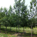 tree farm, ash, young shade tree